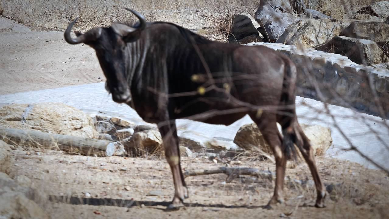 Wildebeest (Gnu)
