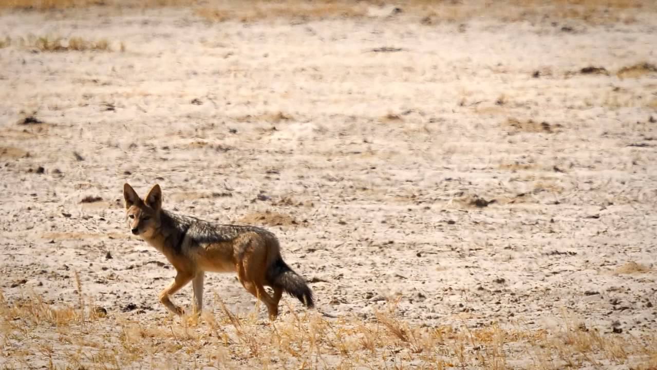 Side-striped jackal