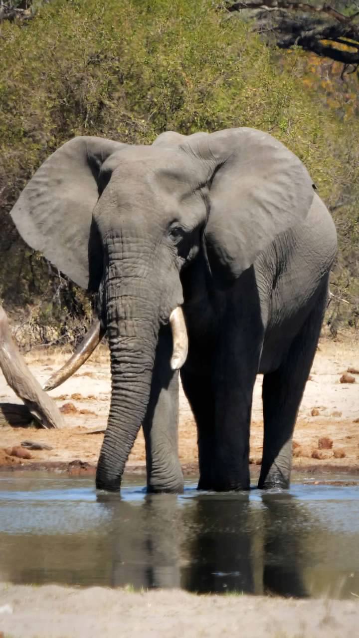 Elephant drinking