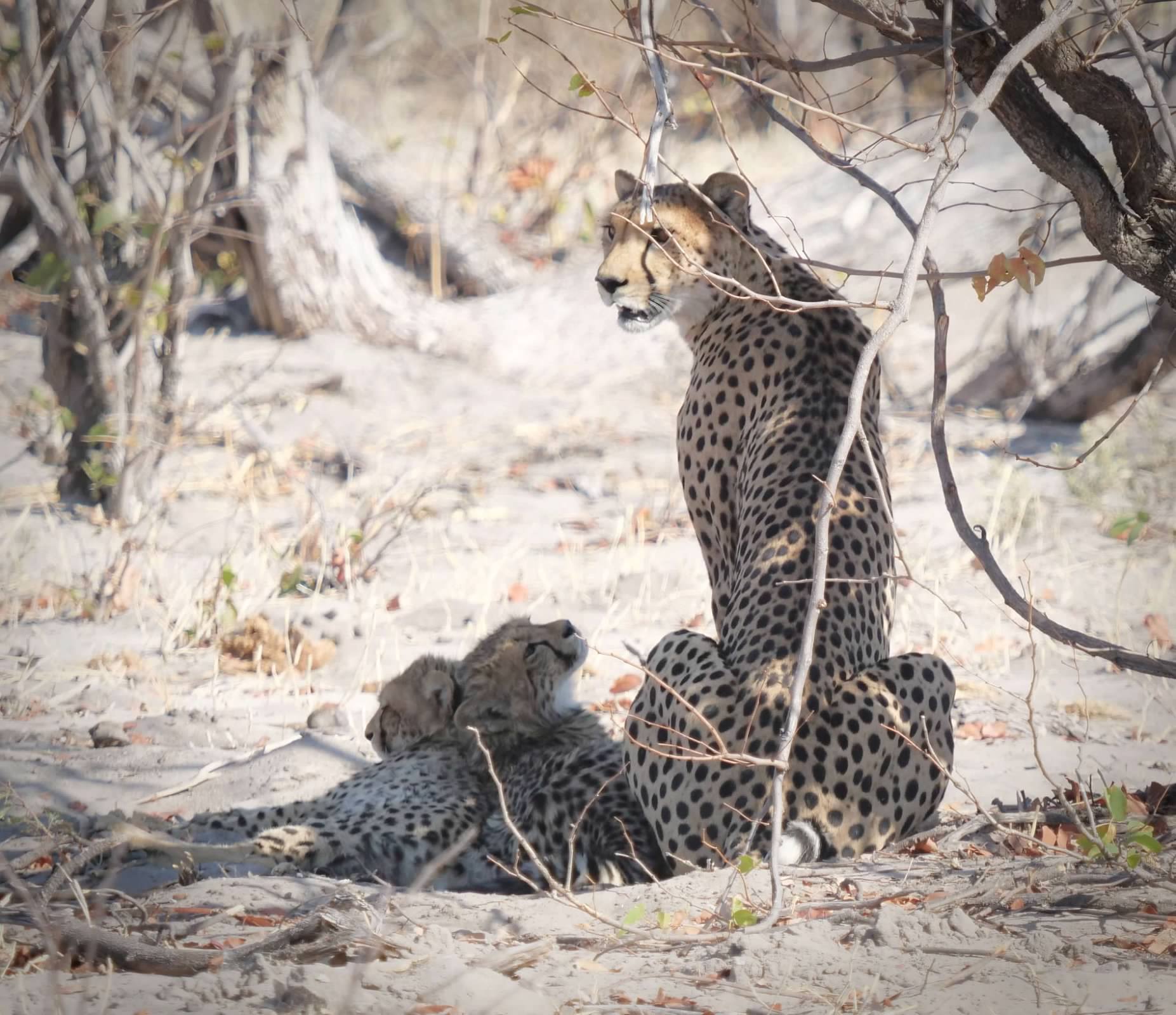 Cheetah with cubs