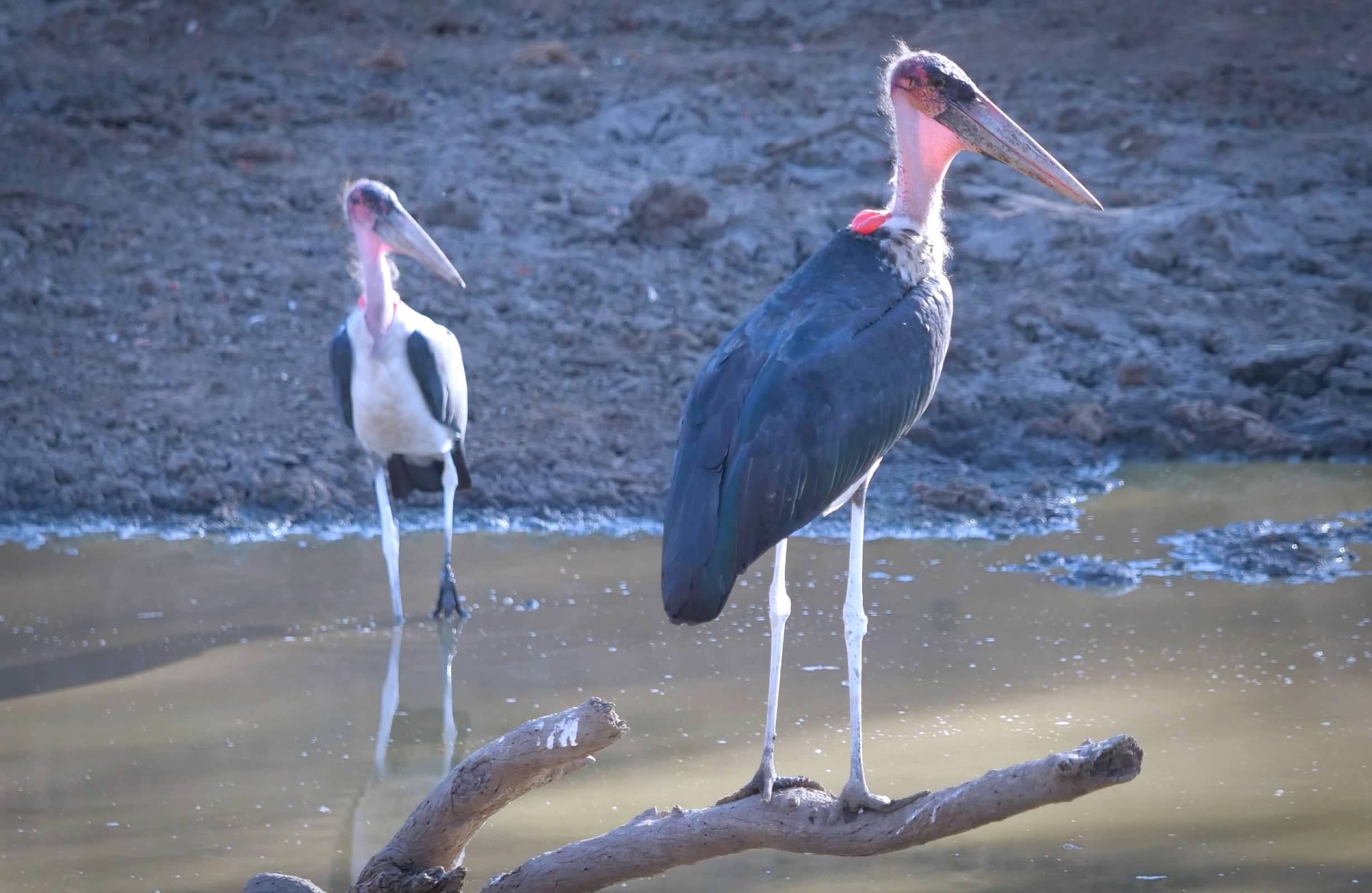 Marabou stork
