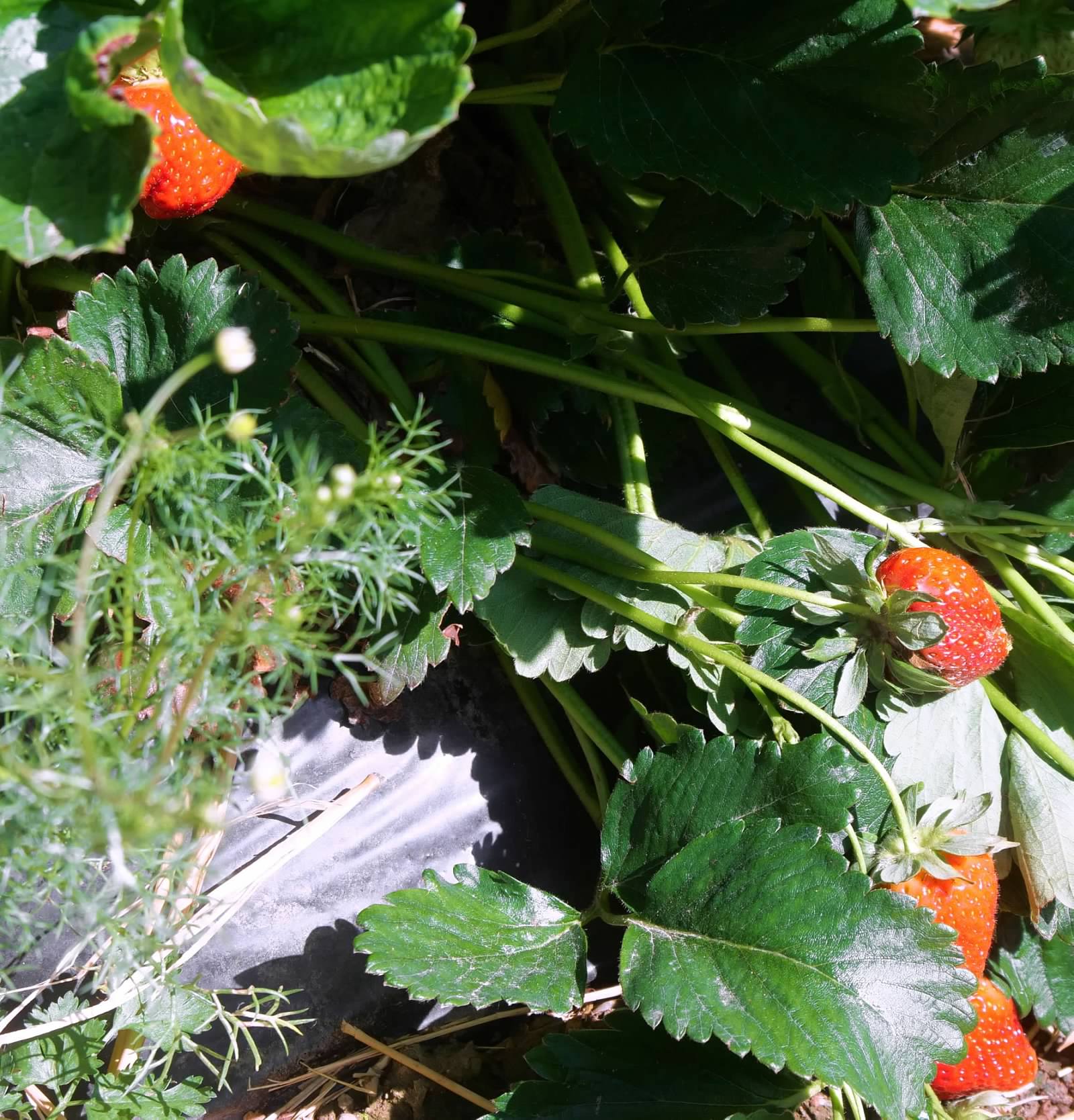 strawberries