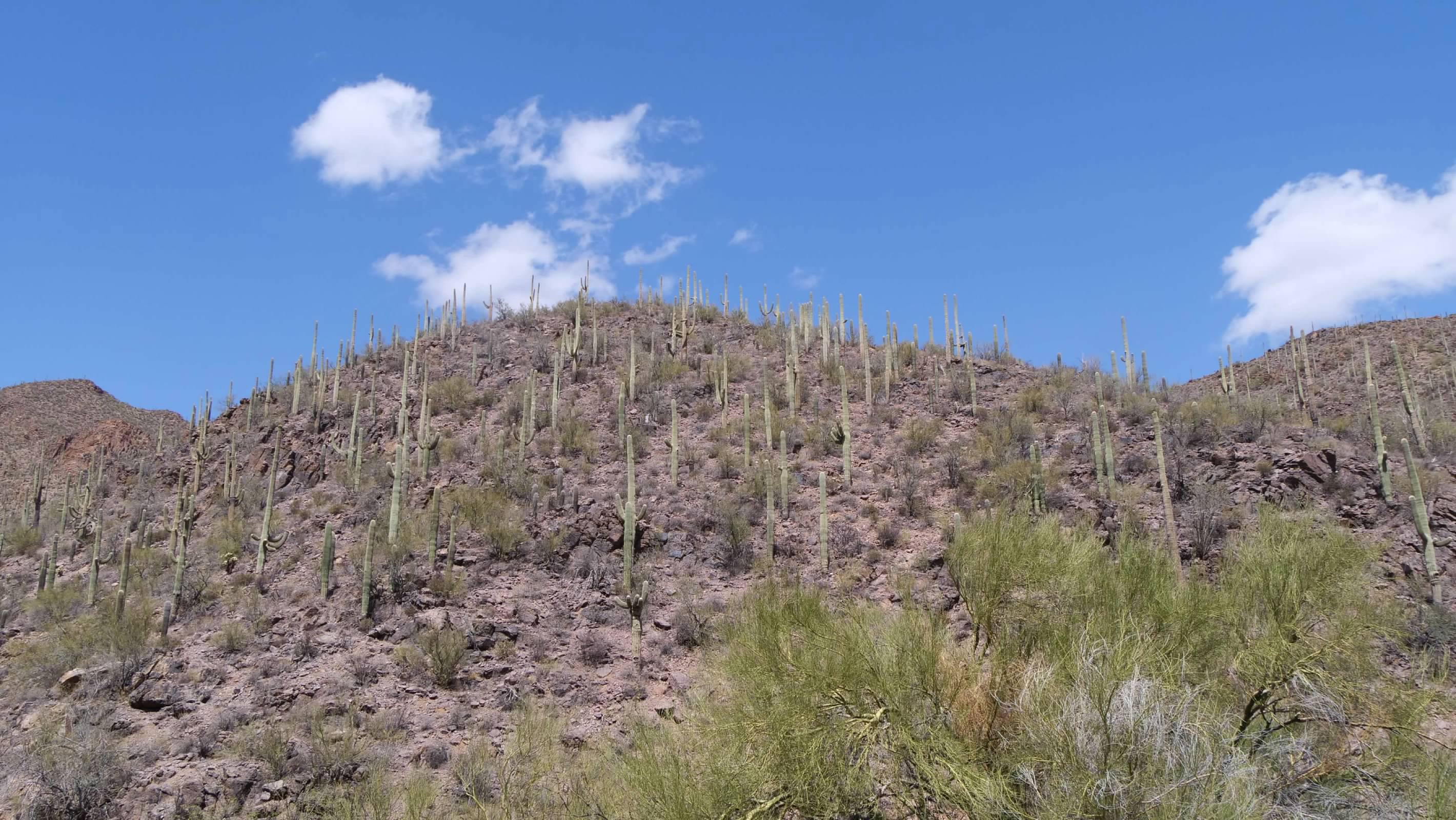 Saguara cacti in Gates Pass