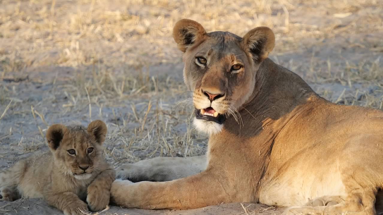 Lioness with cub