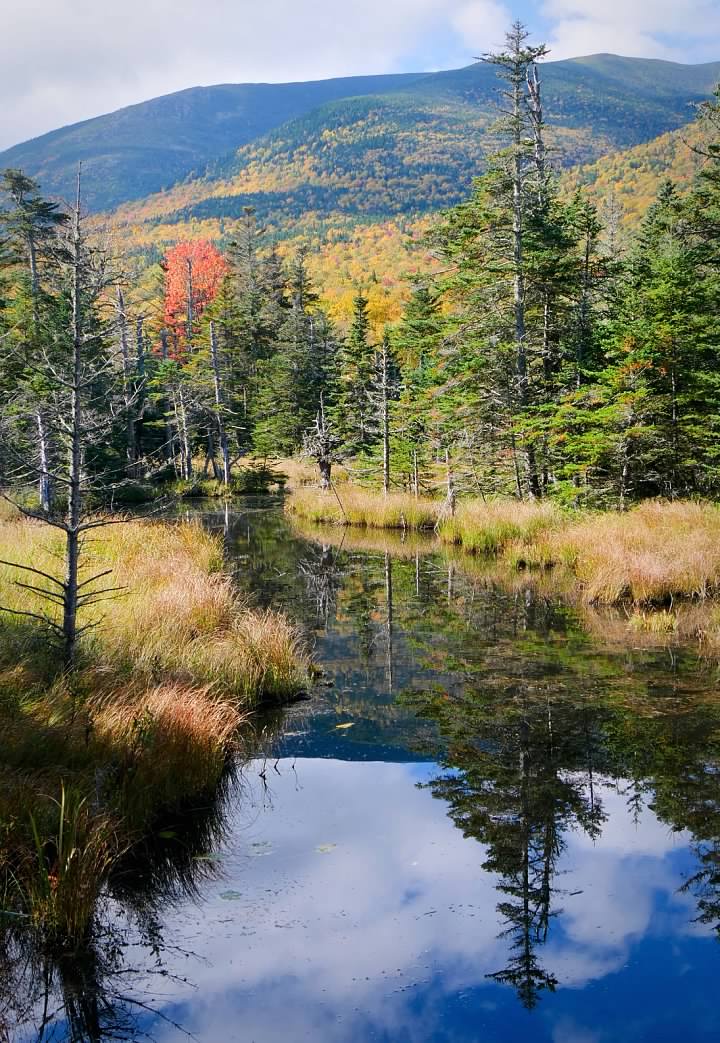Wetland reflections