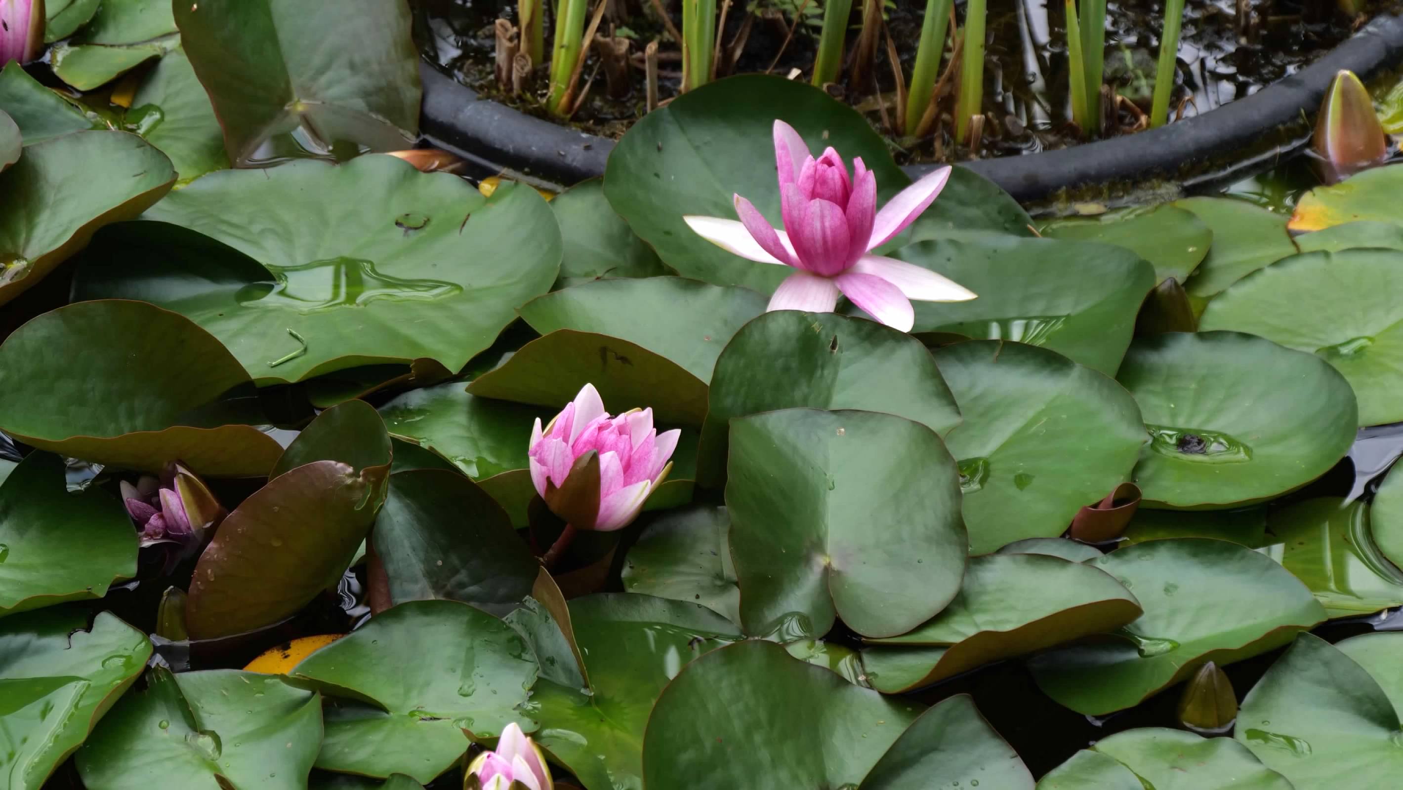 Water lilies