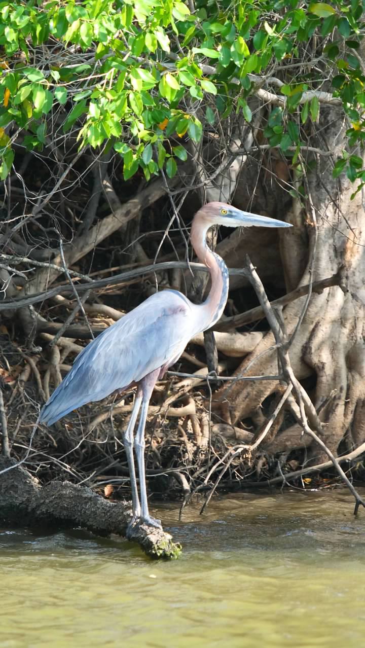 Goliath Heron