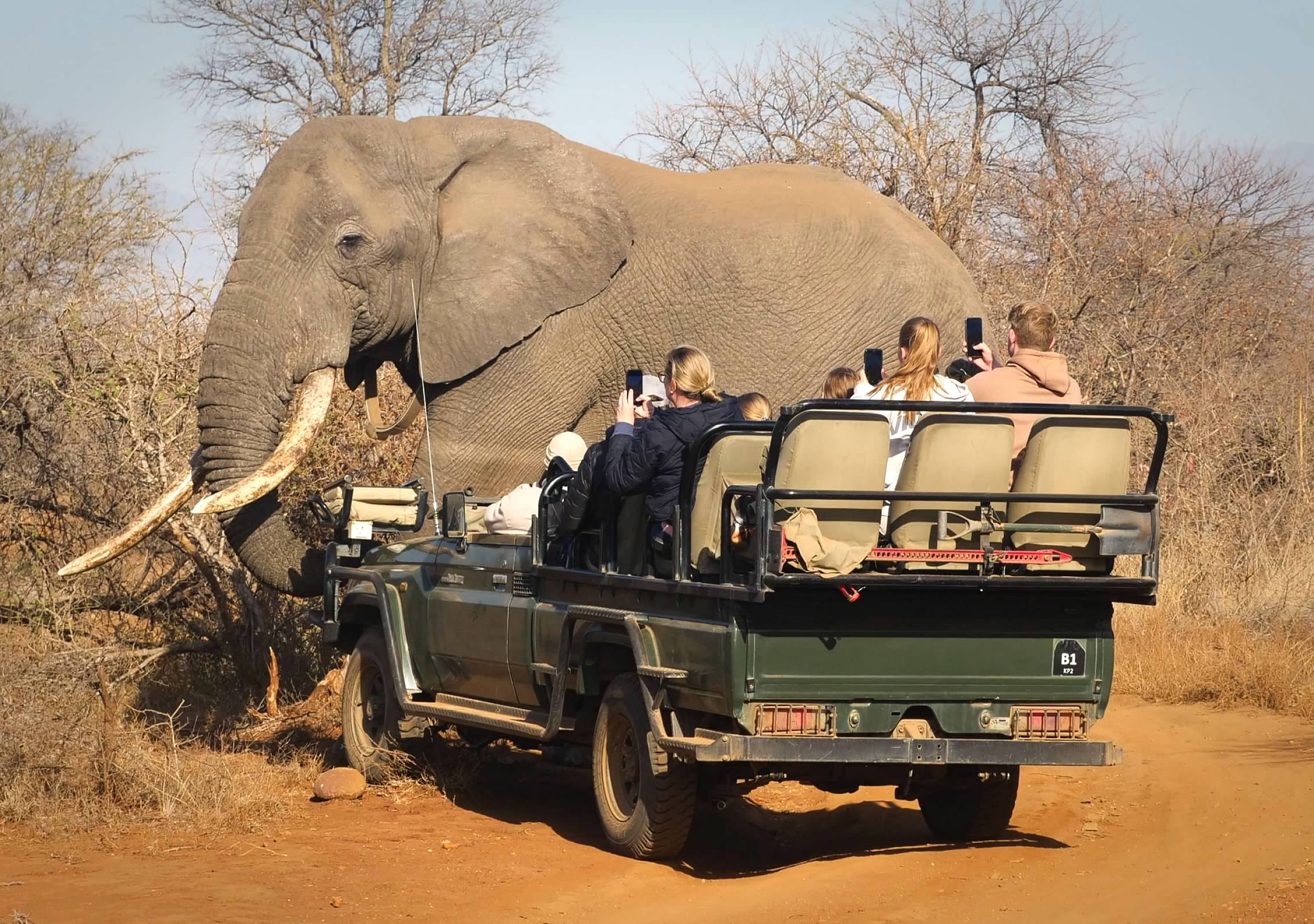 Elephant and safari truck