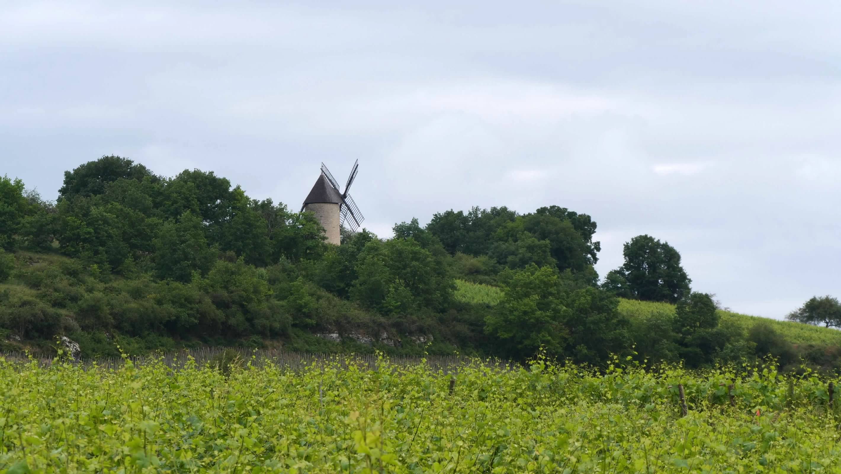 Windmill between Santenay and Chassagne-Montrachet