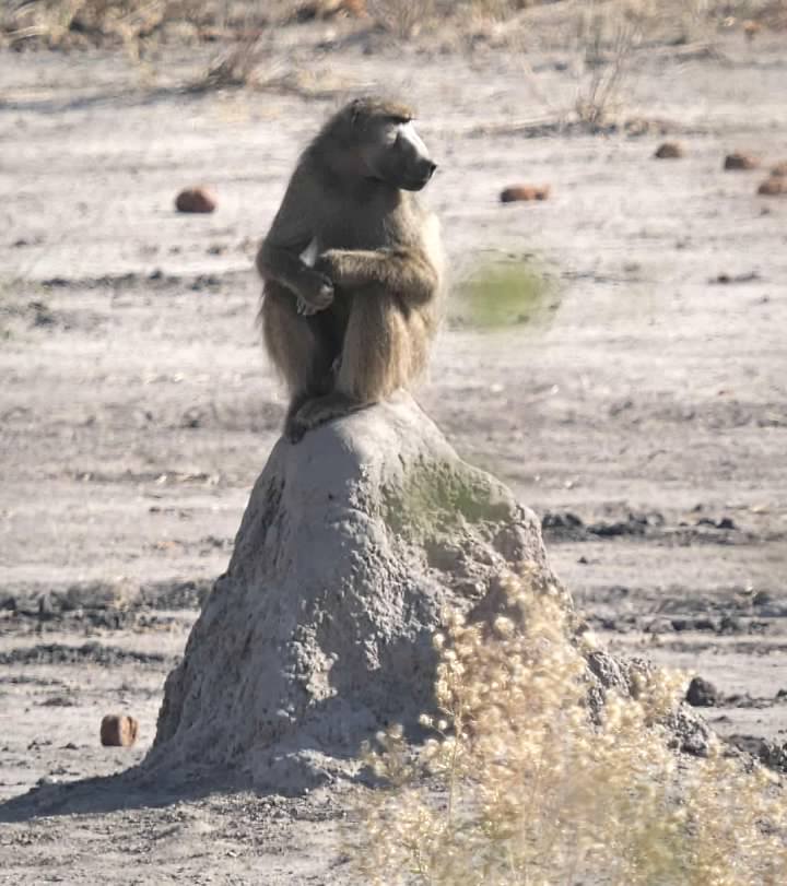 Baboon on a termite mound