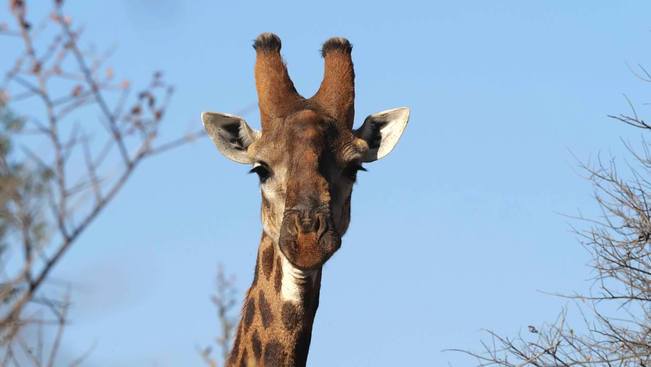 Giraffe head shot
