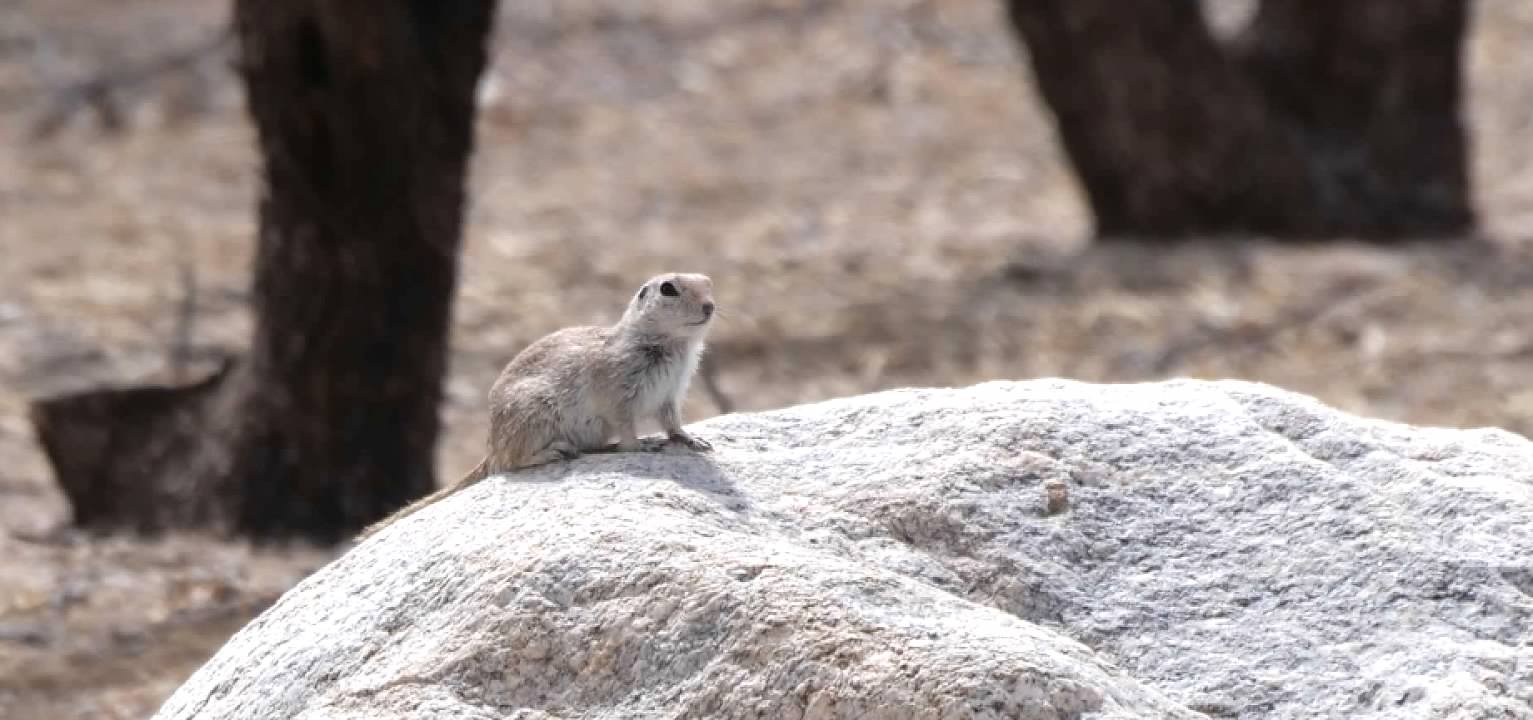 Round-tailed Ground Squirrel