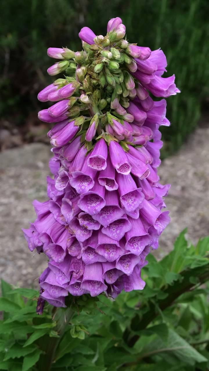 Purple digitalis