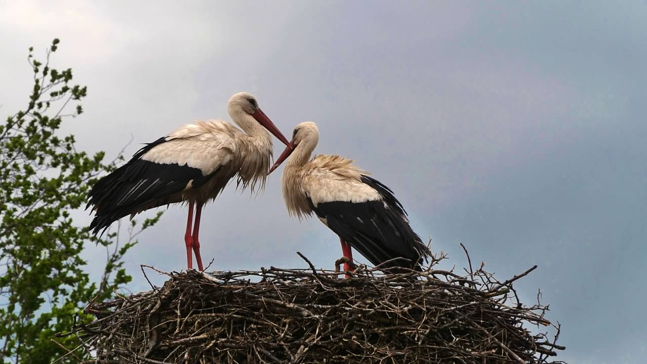 storks up close