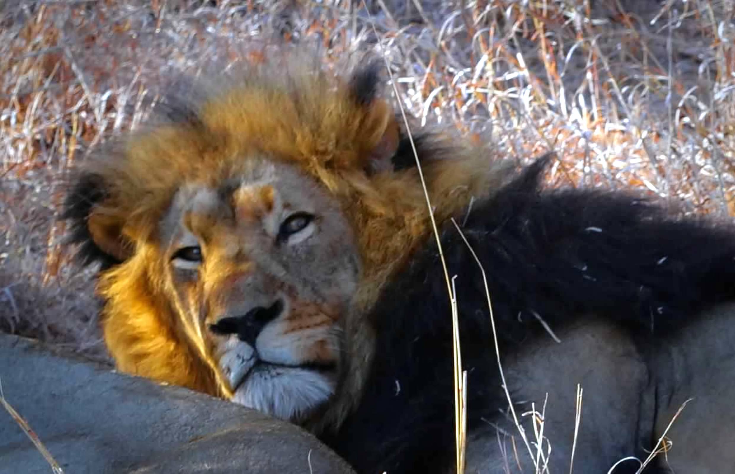 Lion