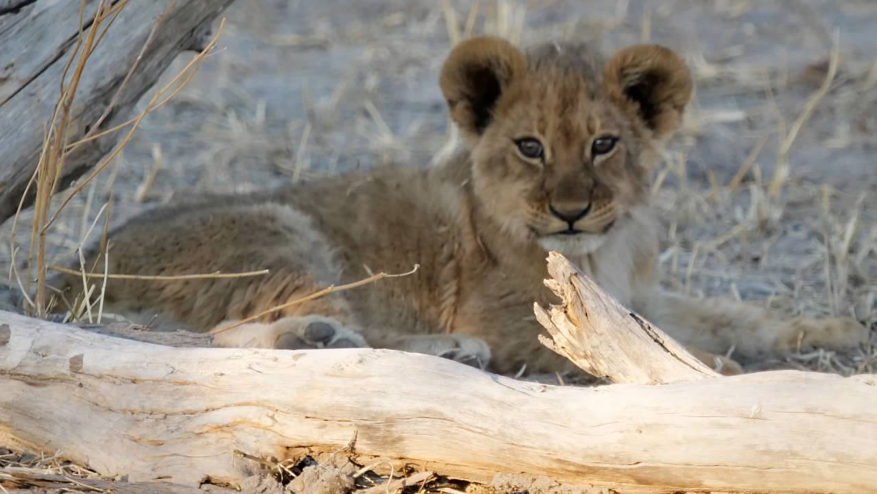 Lion cub