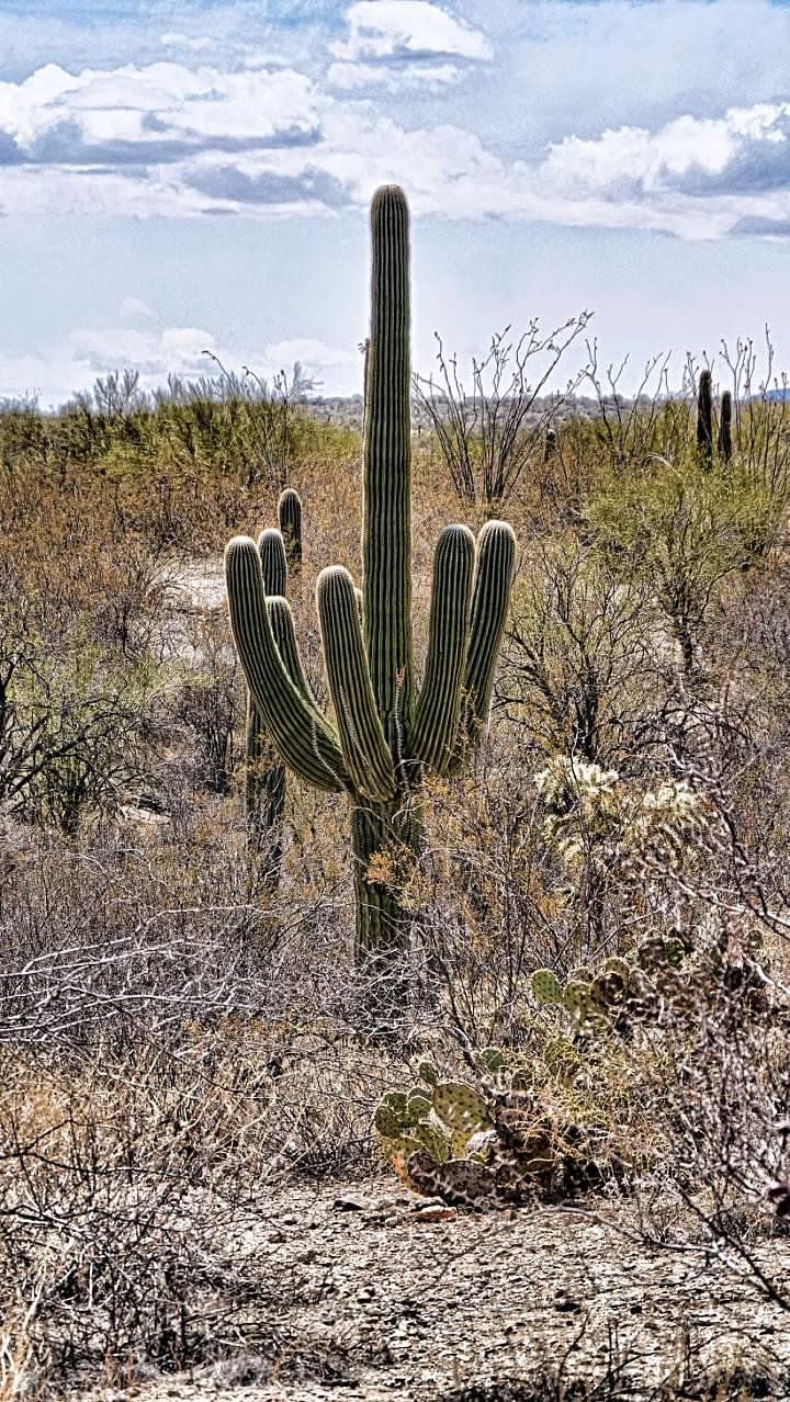 Giant saguaro