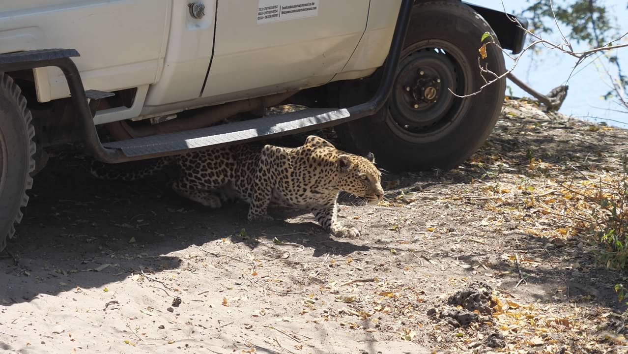 Leopard under truck