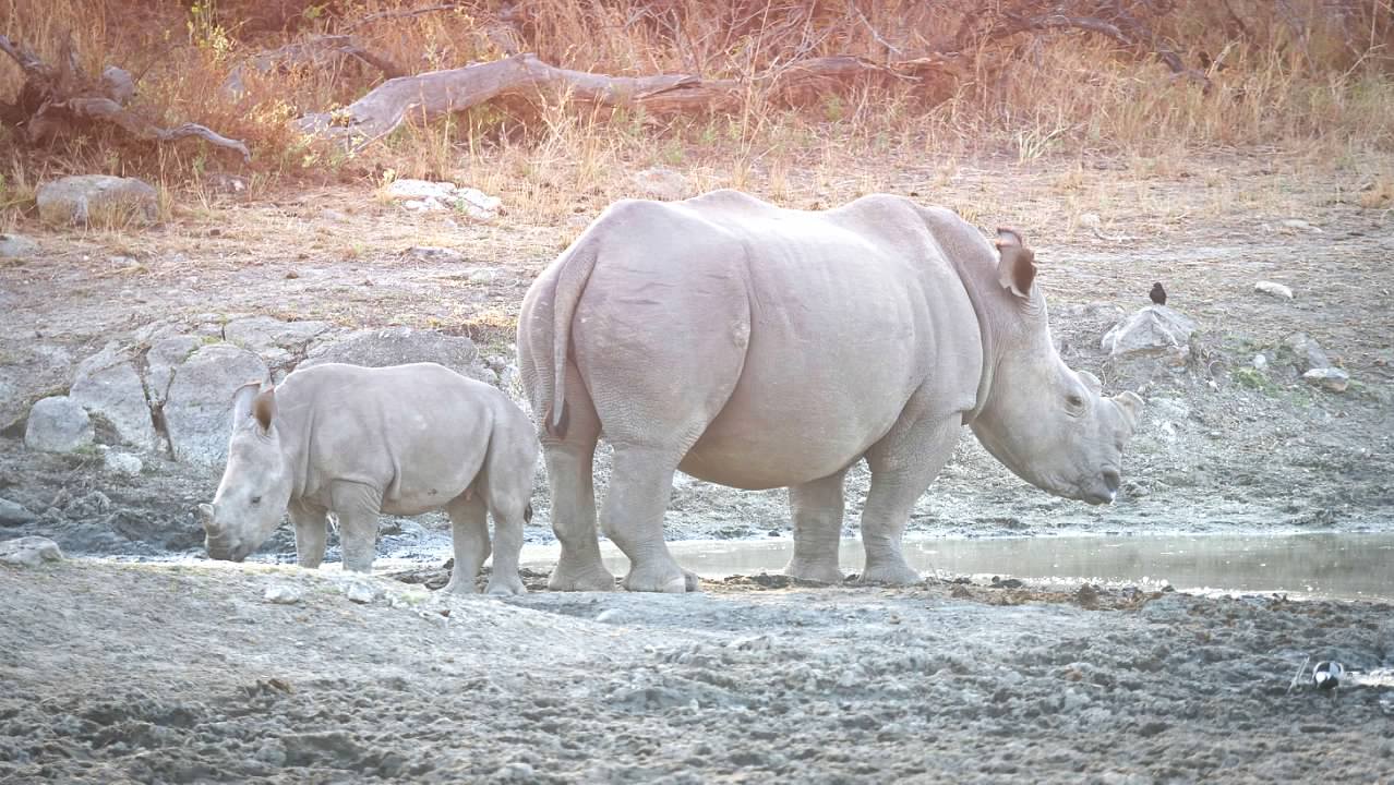 Rhino with calf
