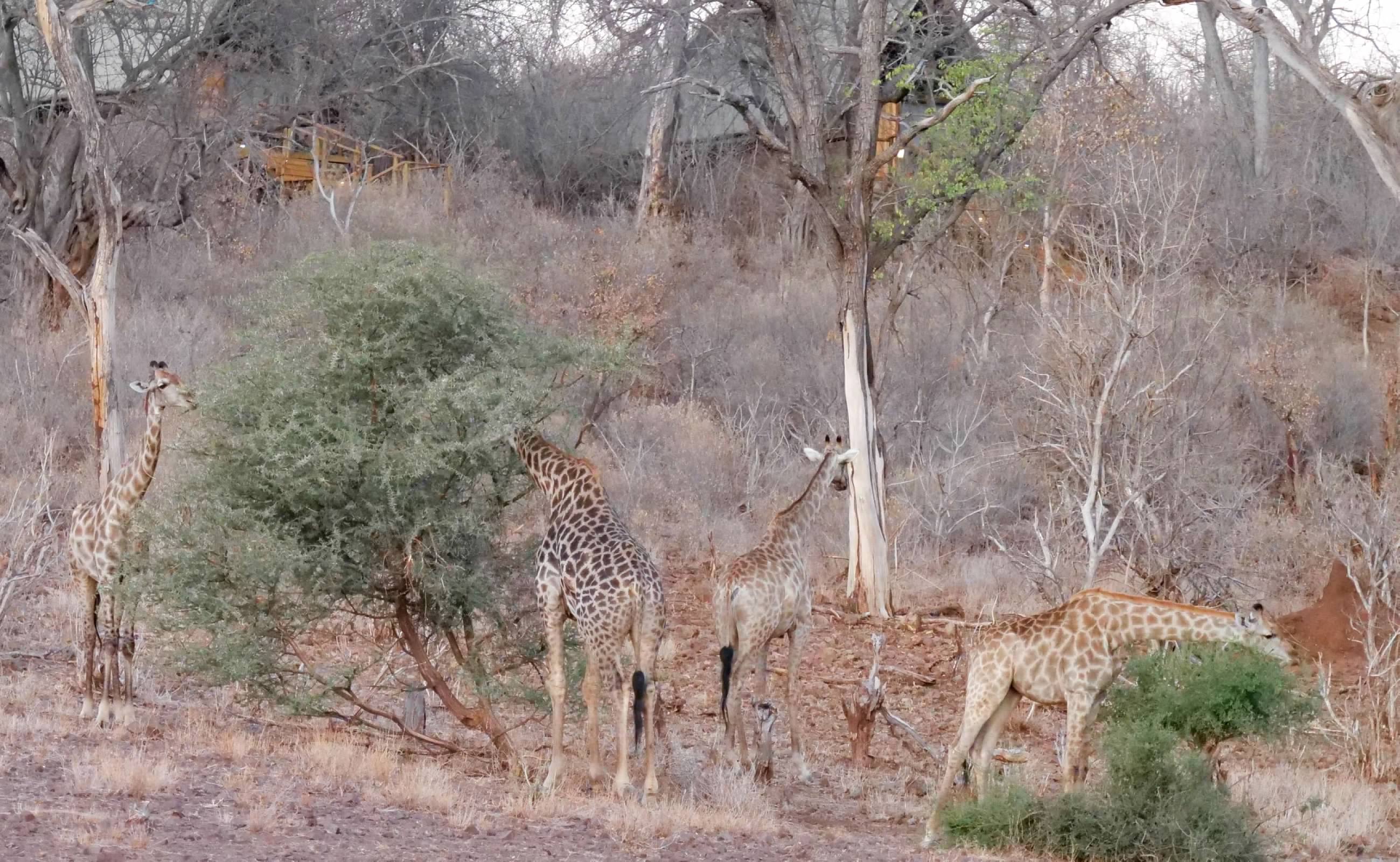 Giraffes in front of our camp