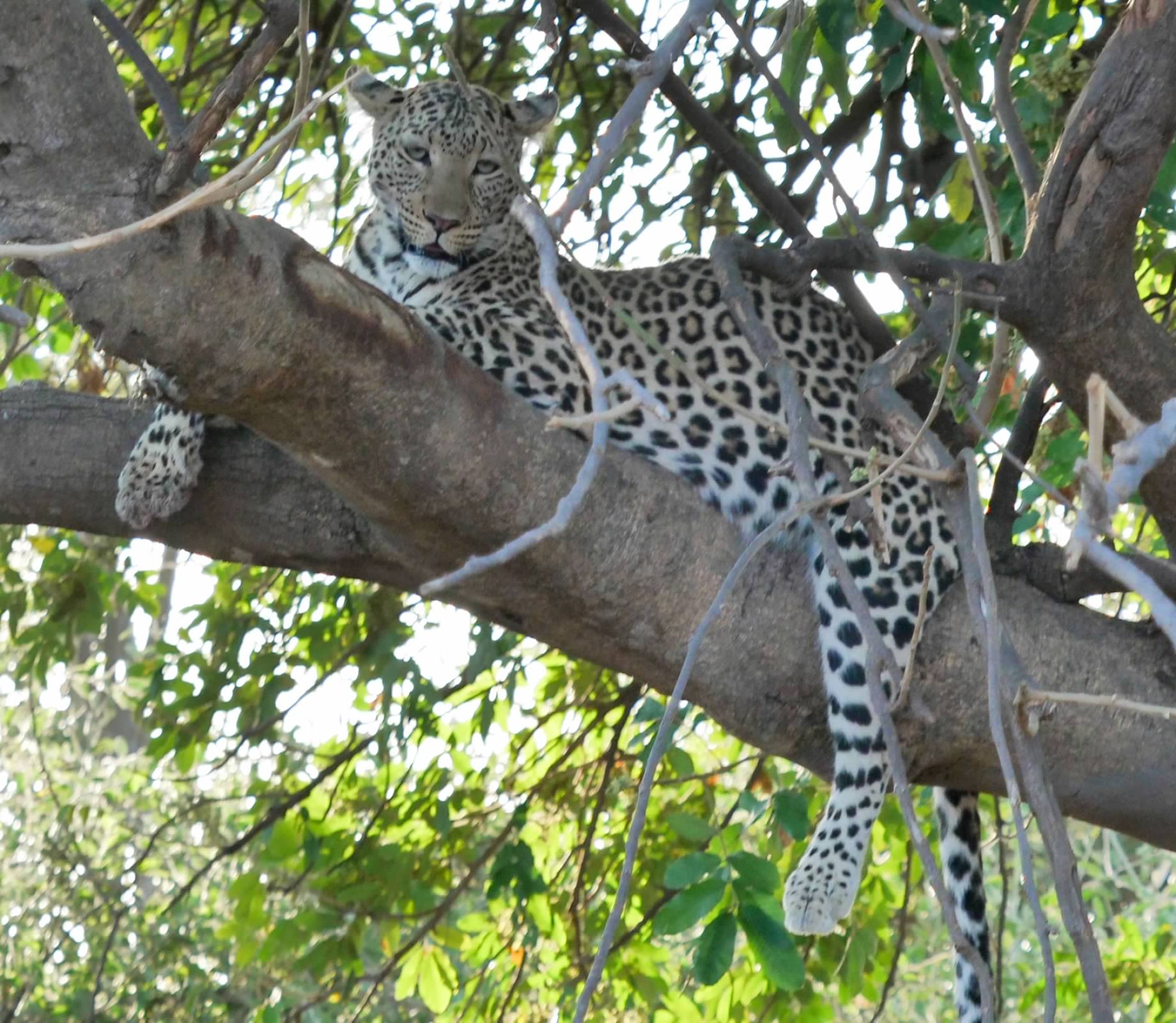 Leopard in tree