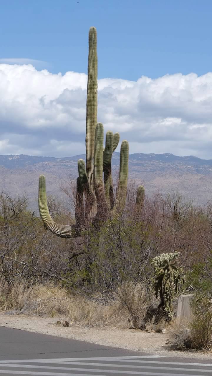 Even bigger saguaro