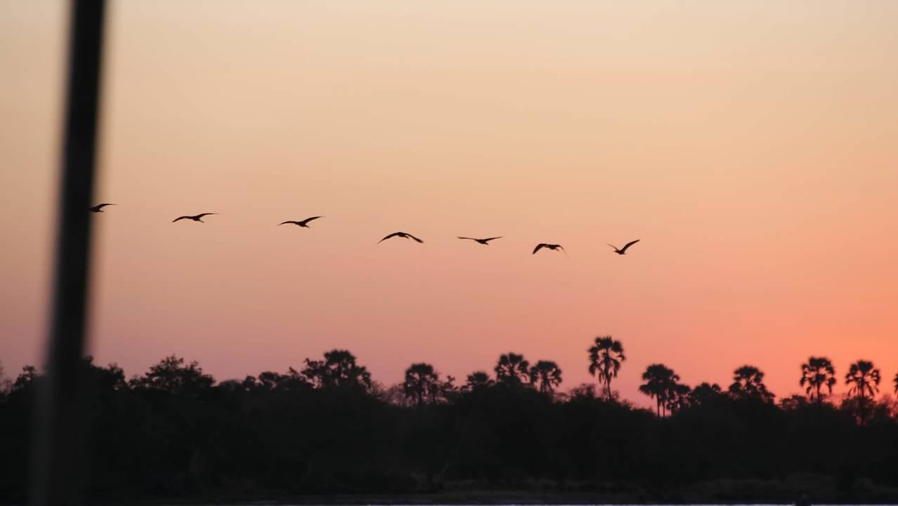 Bird in flight at sunset