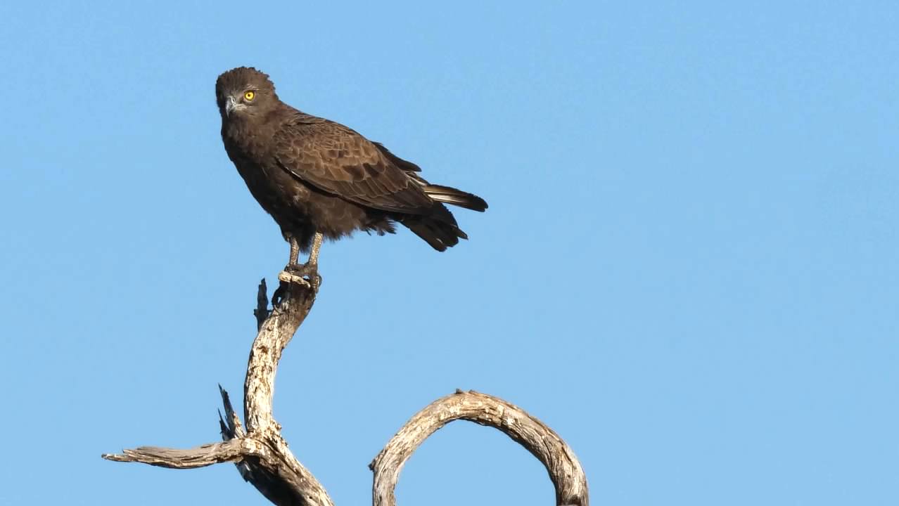 Brown Snake Eagle
