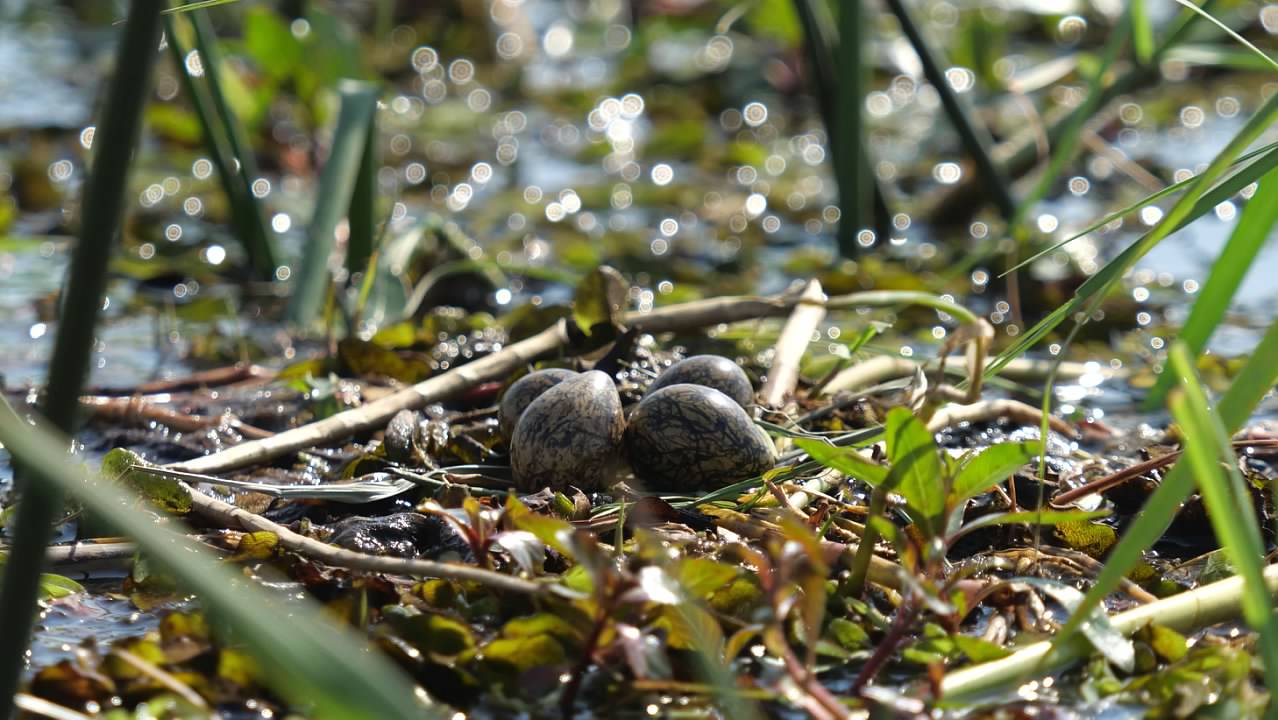 African jacana eggs