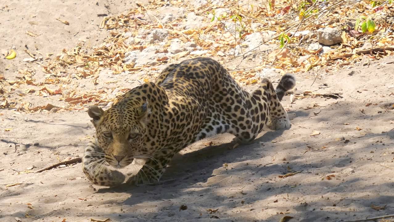 Leopard stalking