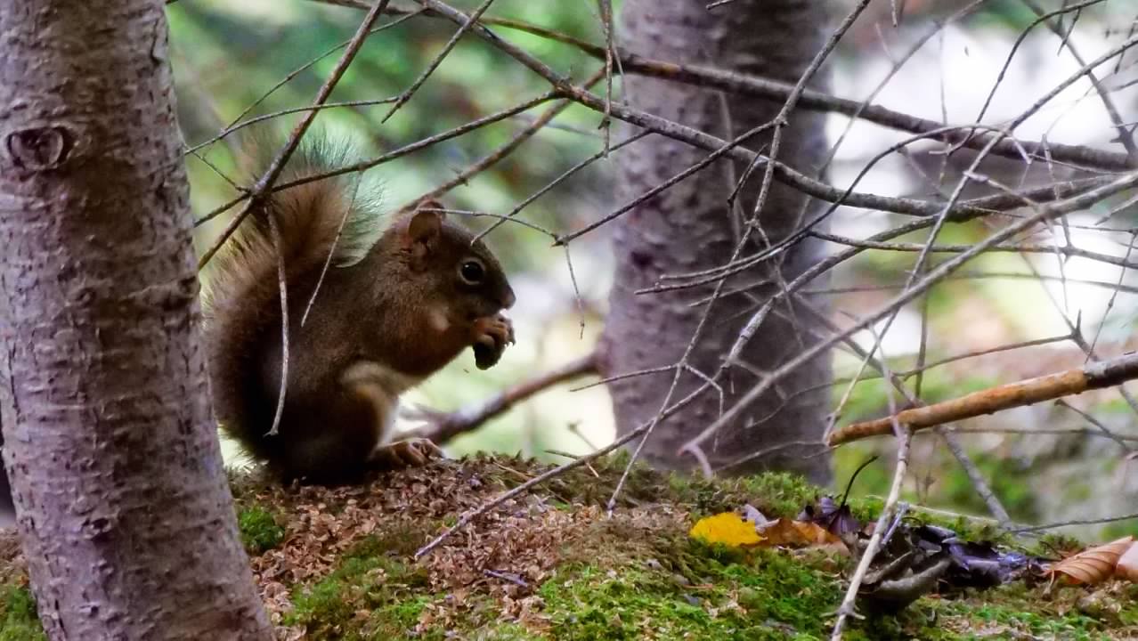 American red squirrel
