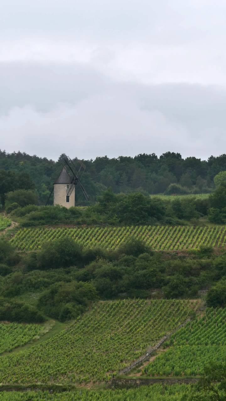 The windmill and vineyards