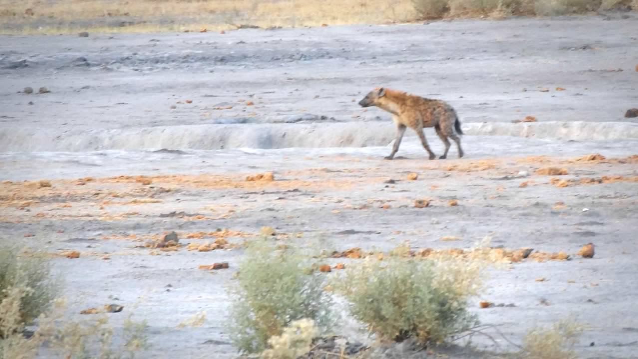 Hyena