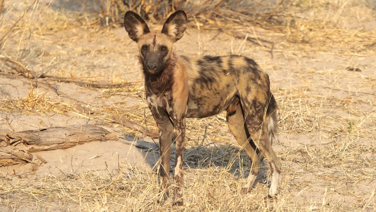 African painted dog