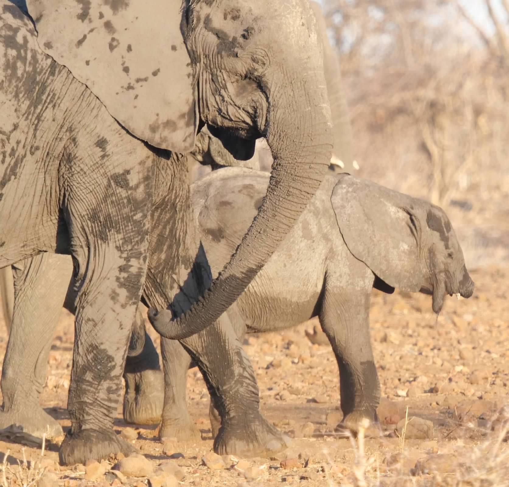 Injured elephant