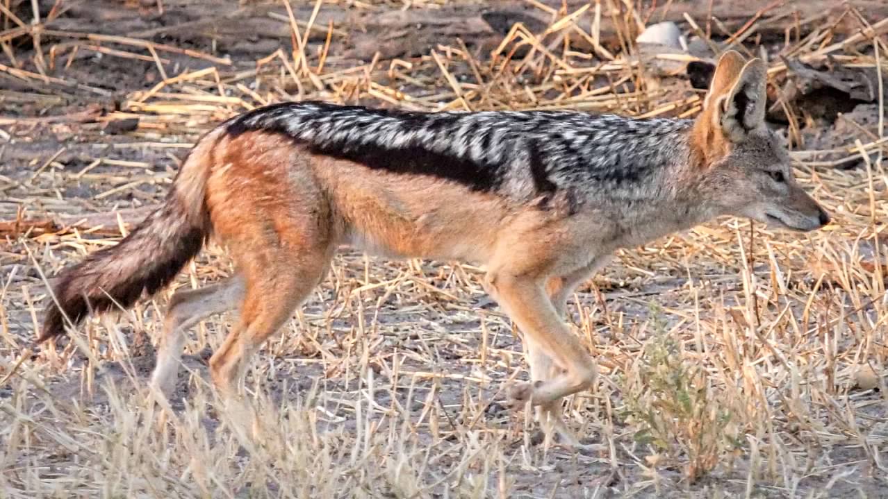 Black-backed Jackal