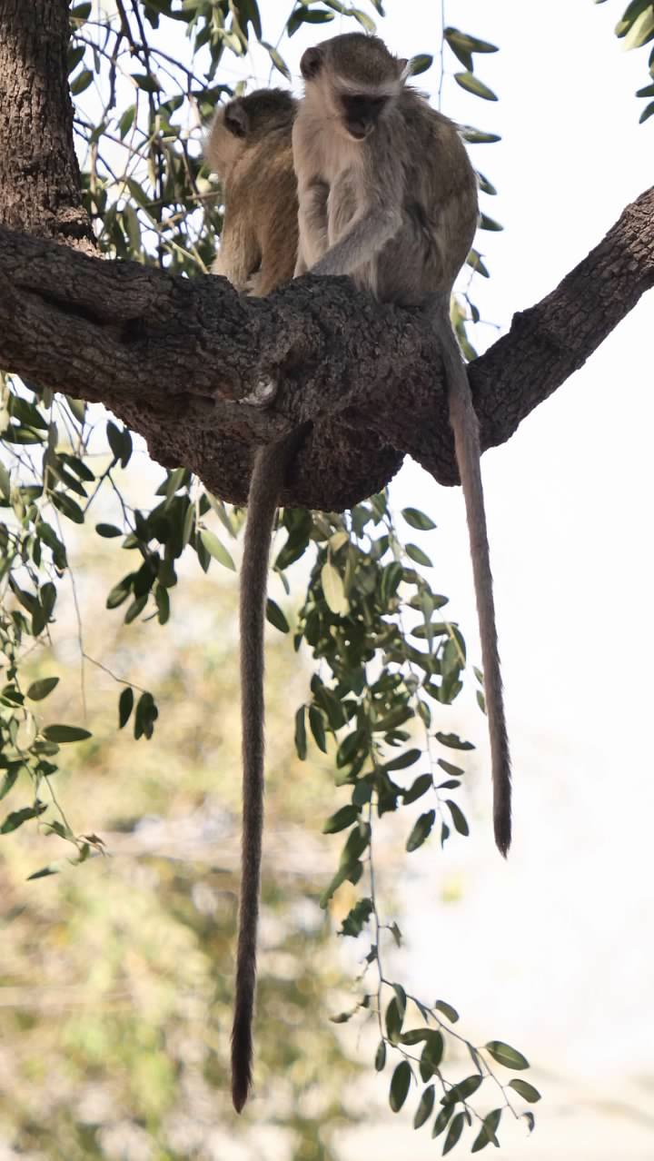 Vervet monkeys