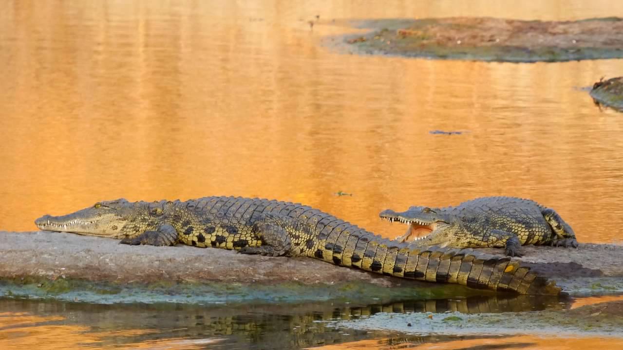 Nile Crocodiles