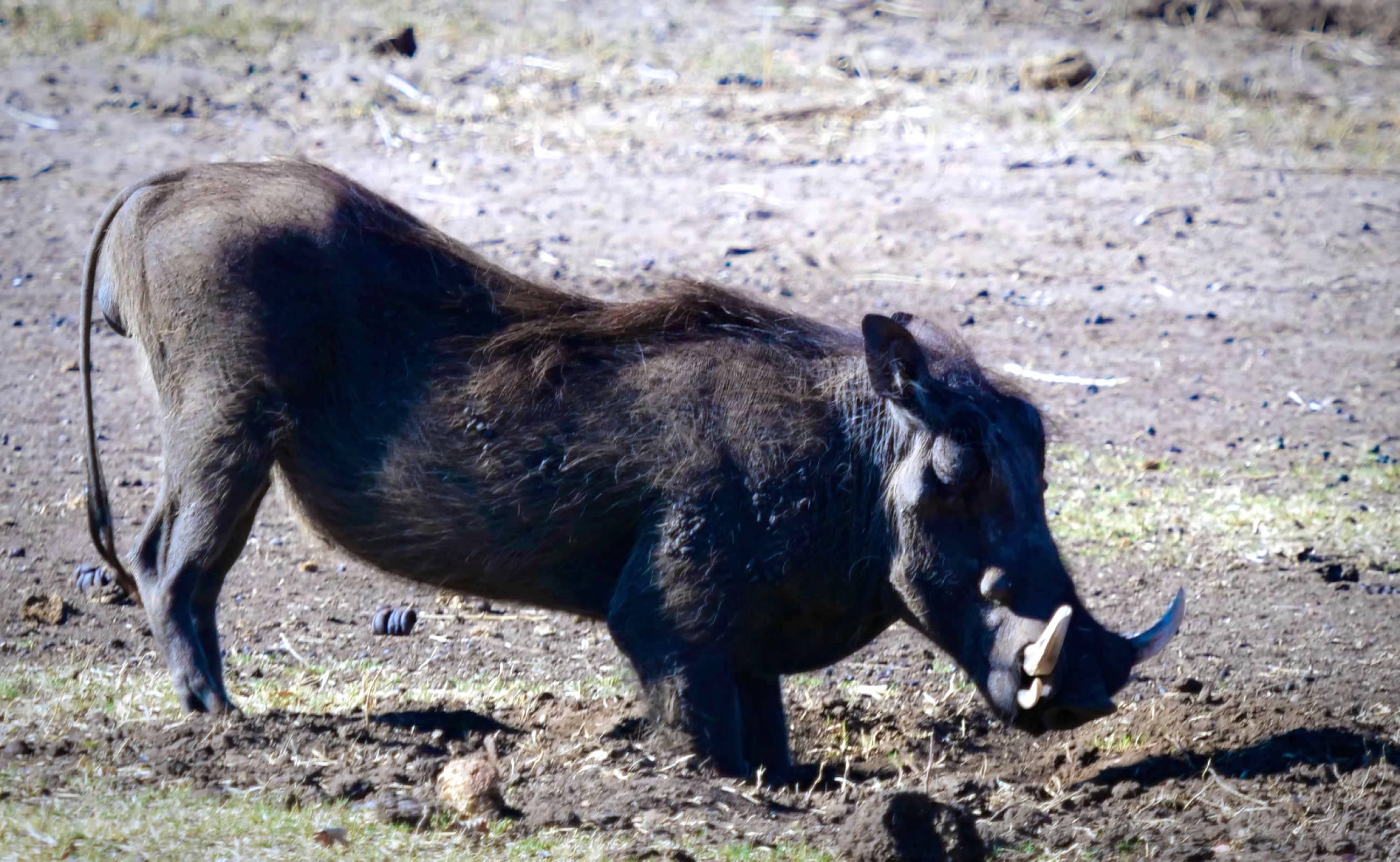 Warthog