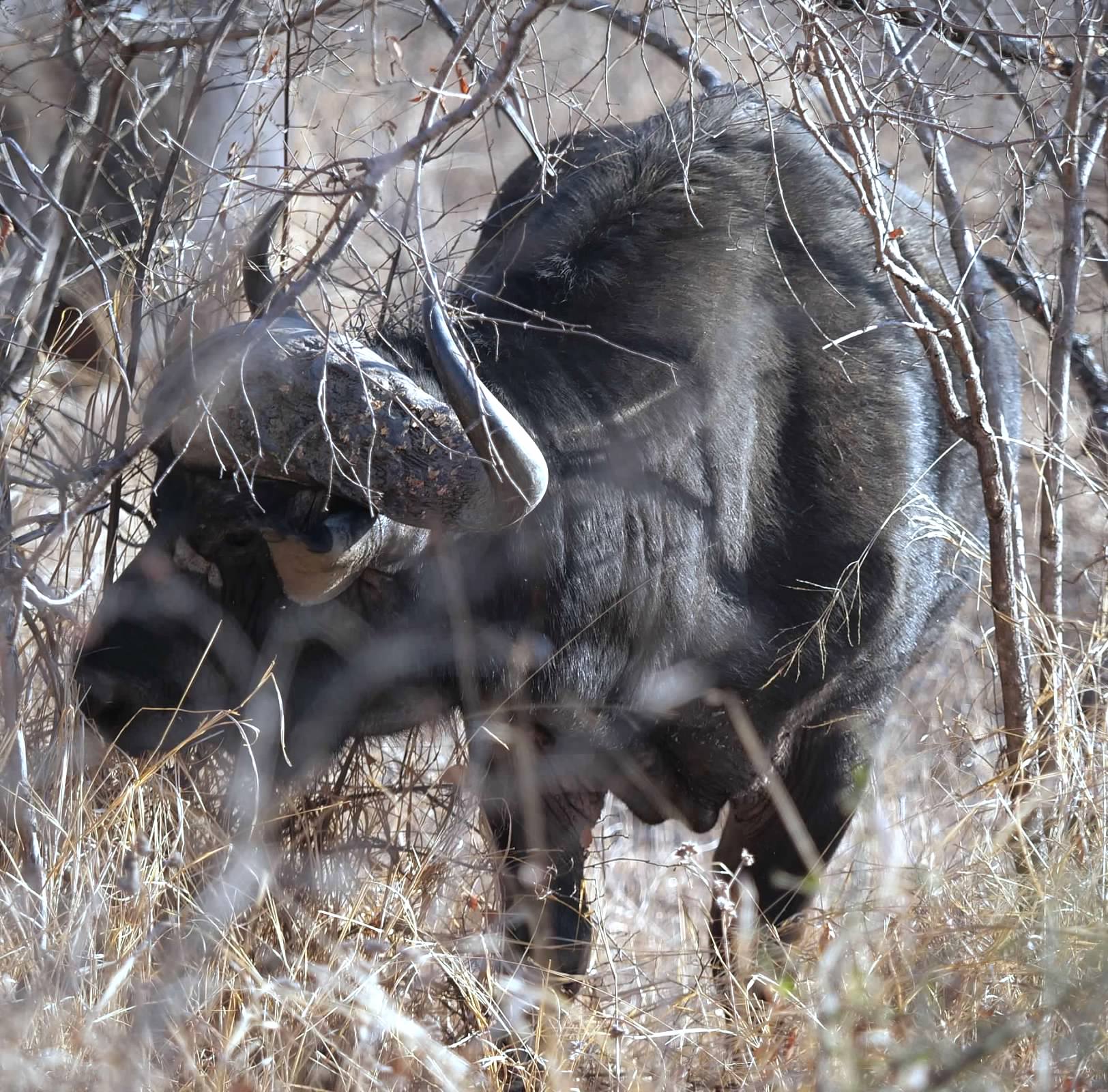 Cape Buffalo