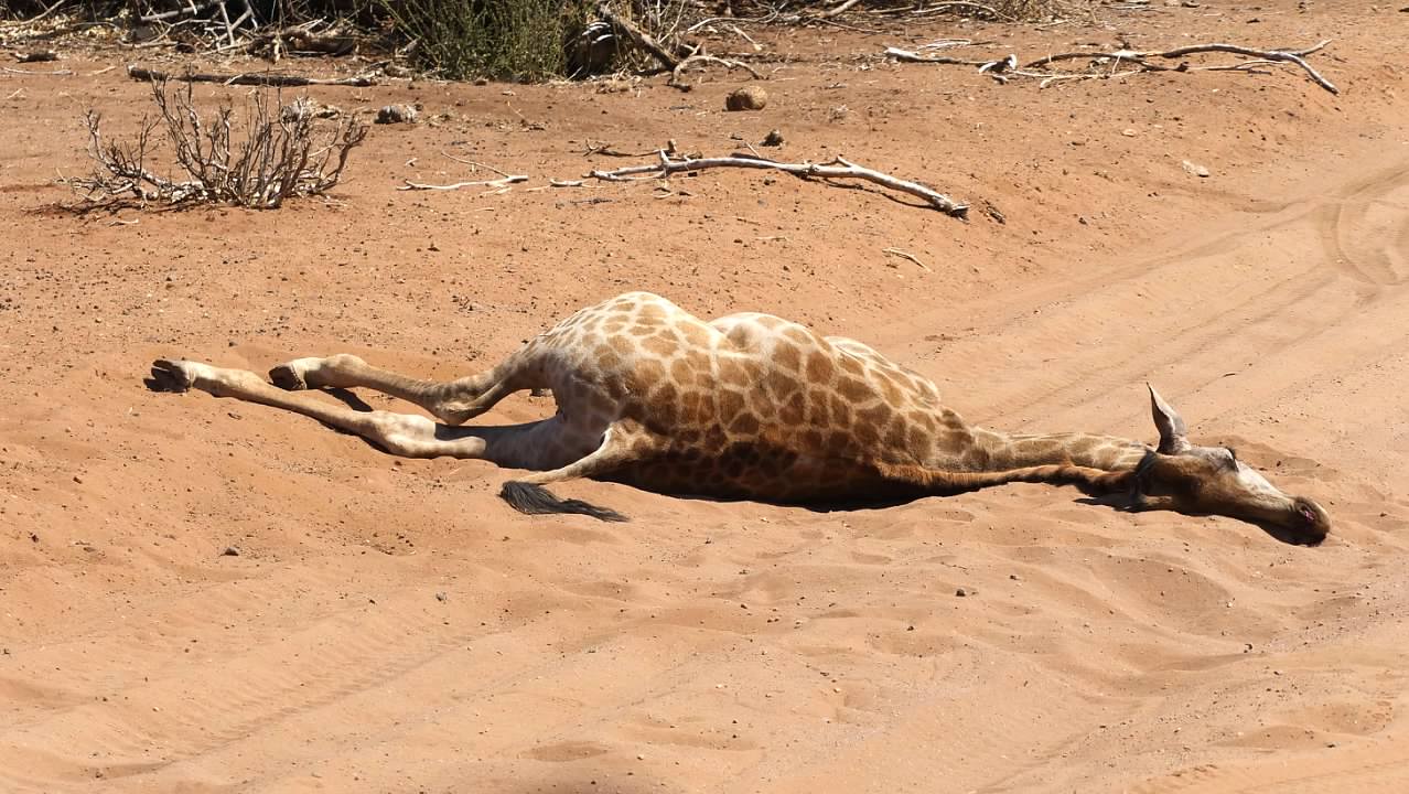 dead giraffe