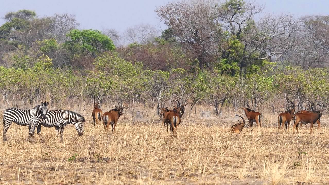 Zebra and Roan Antelope