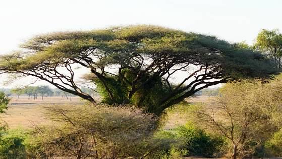 Acacia tree