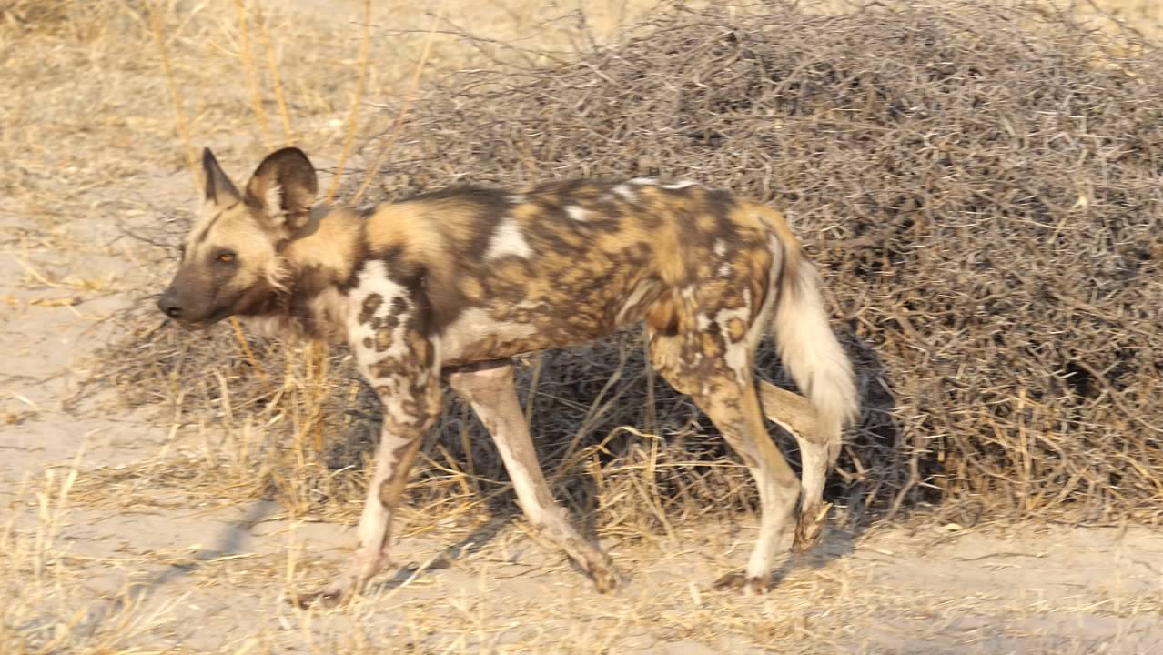 African painted dog