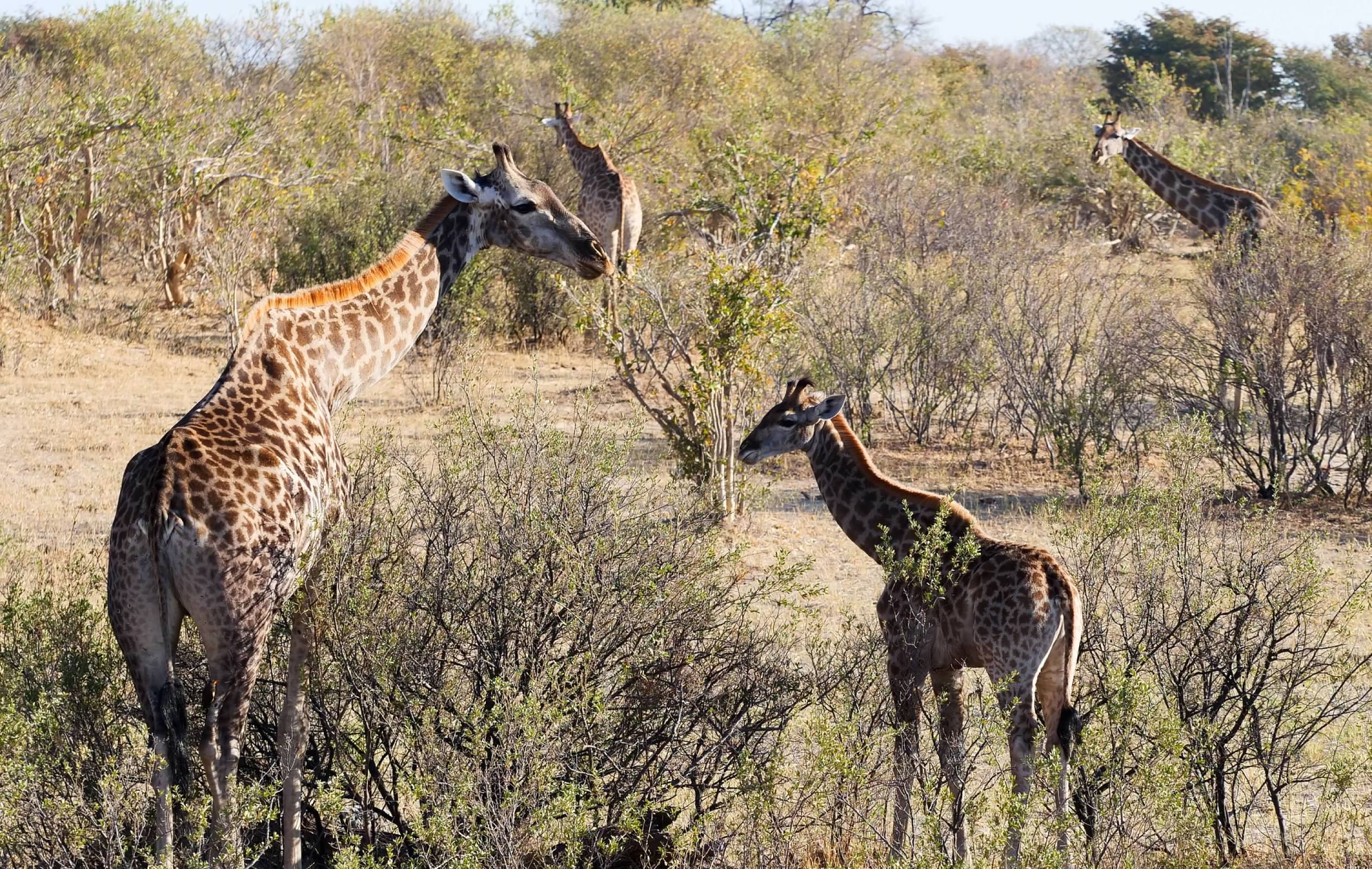 A tower of giraffes
