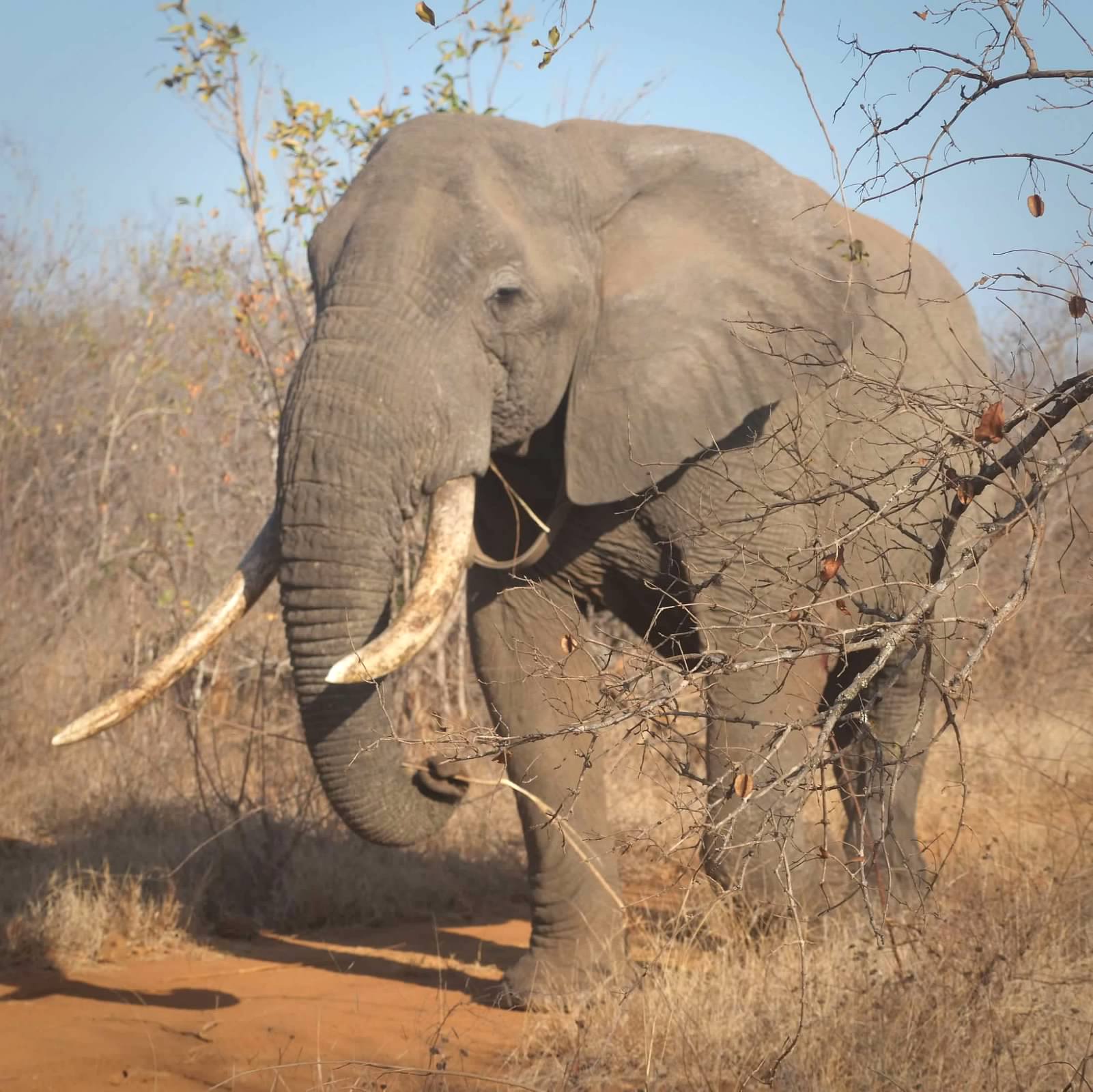 Elephant