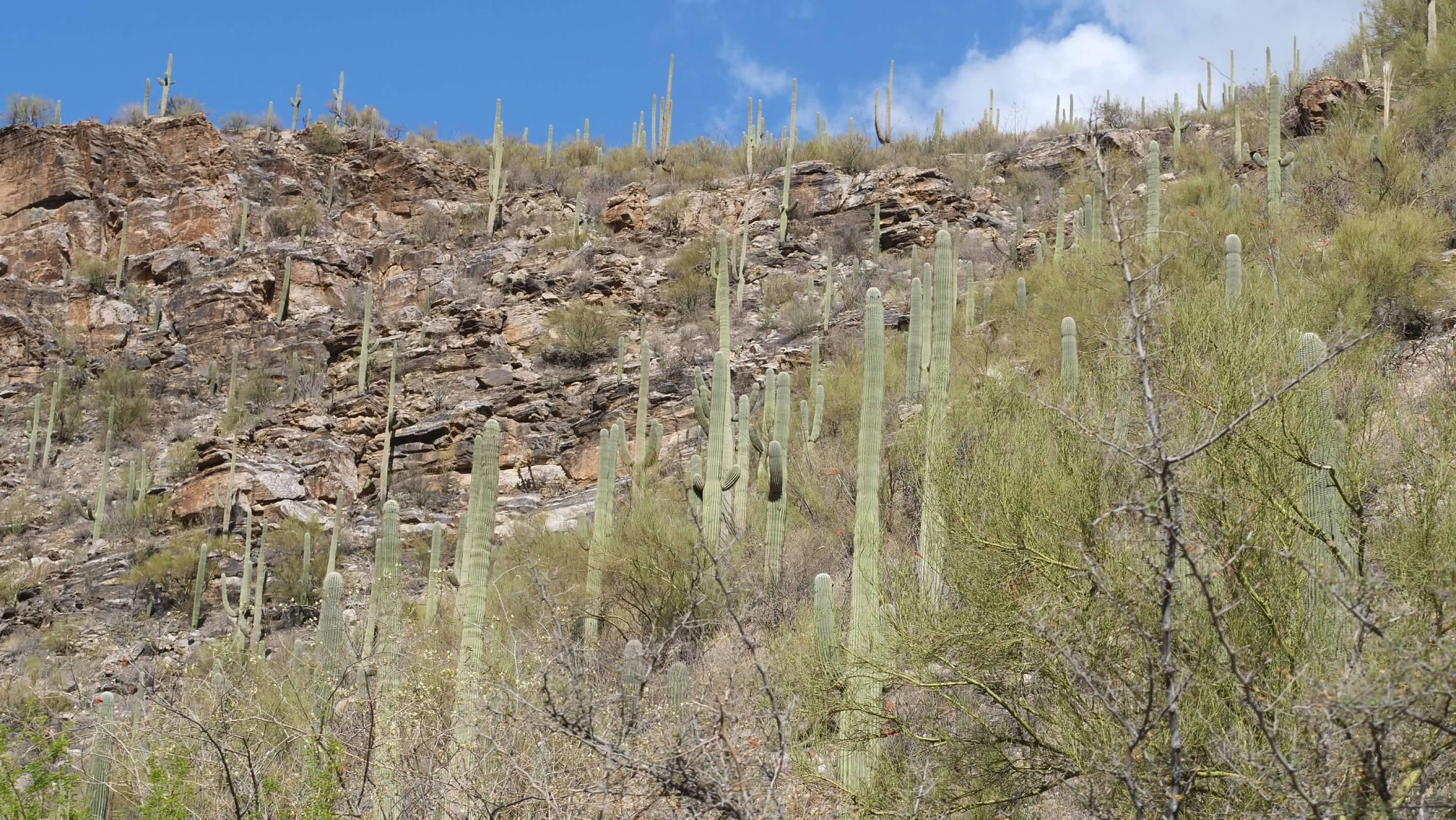 Saguaro at Sabino Canyon
