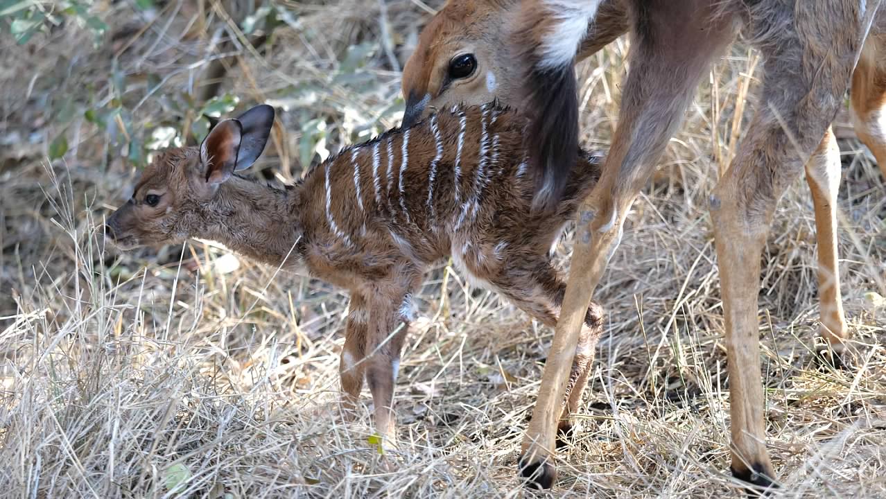 Nyala and newborn