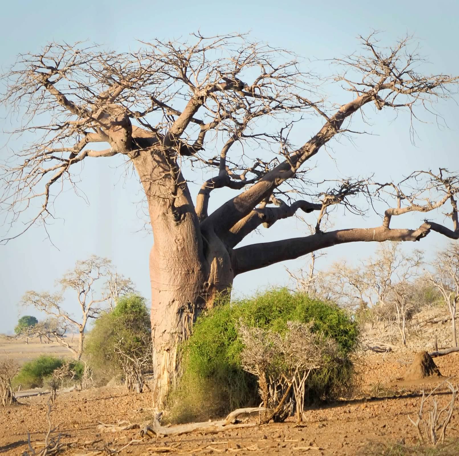 Baobab tree