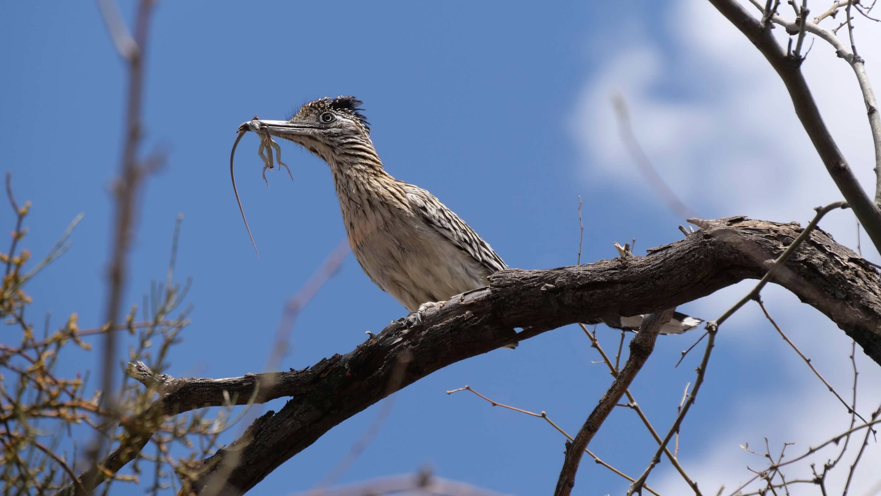 Roadrunner with its dinner